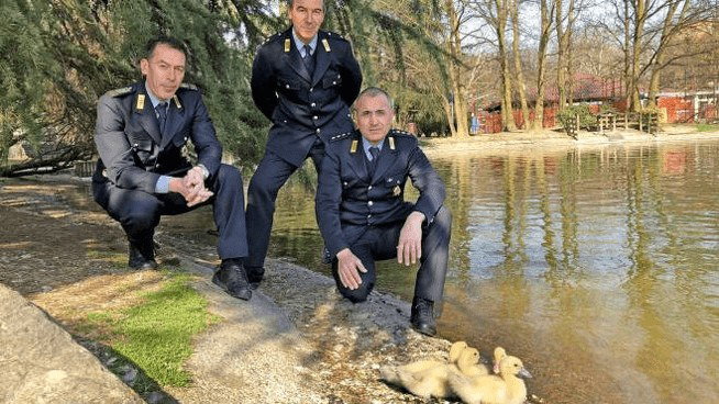 Basiglio, quattro anatroccoli rimasti orfani salvati dai vigilantes