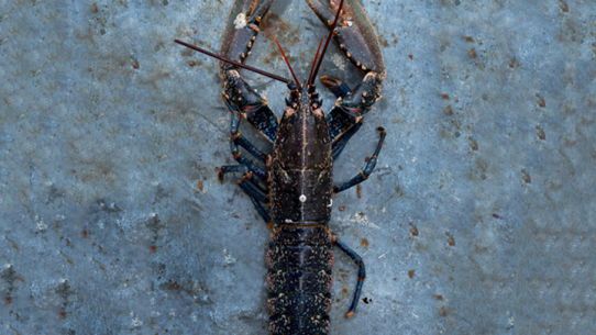 HOMARD DE MIQUELON (origine France)