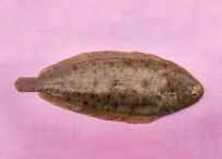FILET DE SOLE GRISE