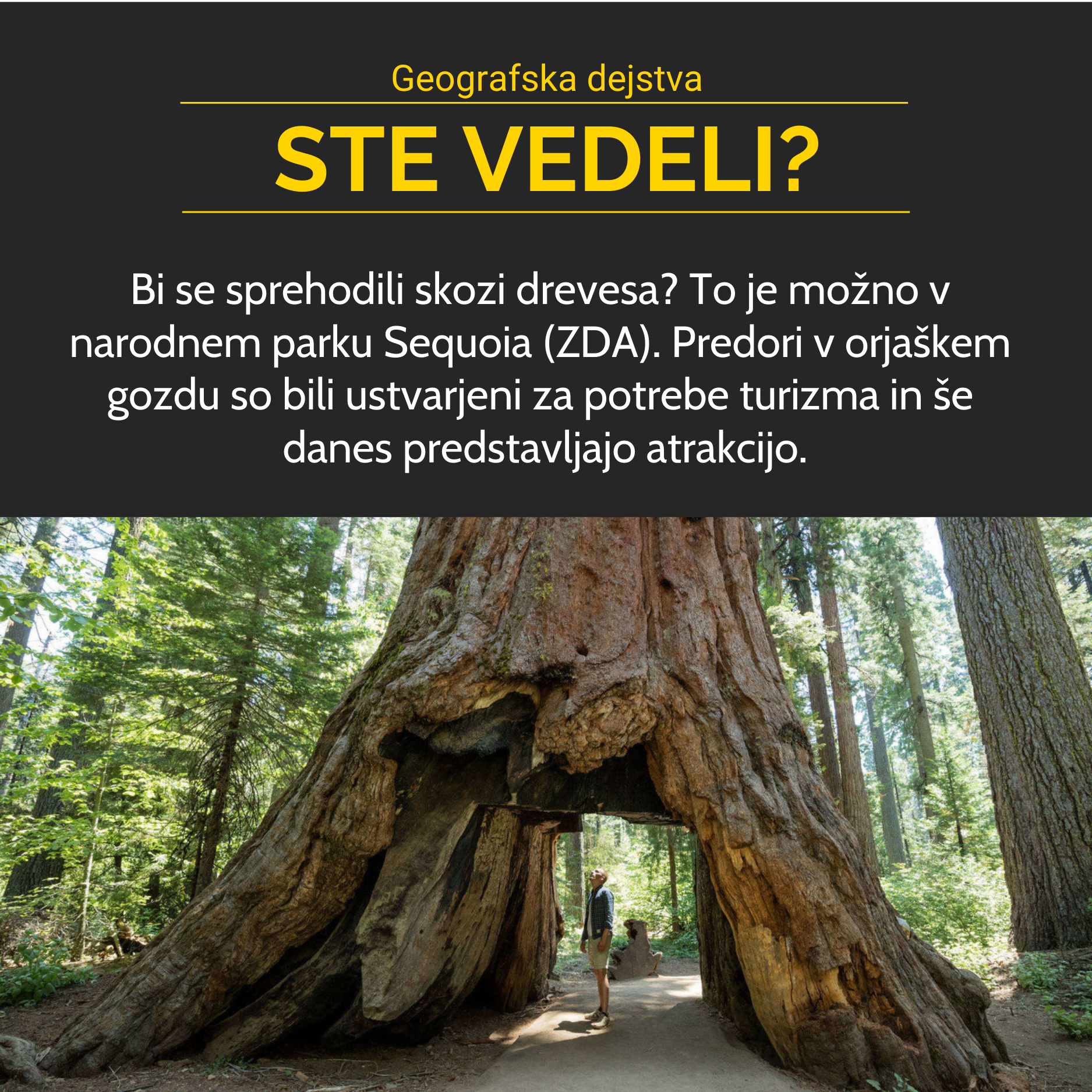 Sprehod skozi drevesa