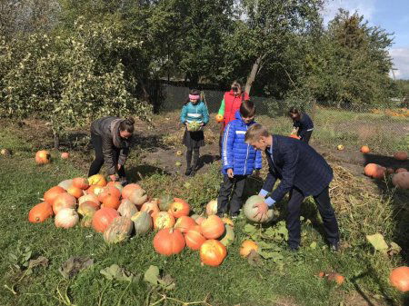 Осень порадовала урожаем тыквы.