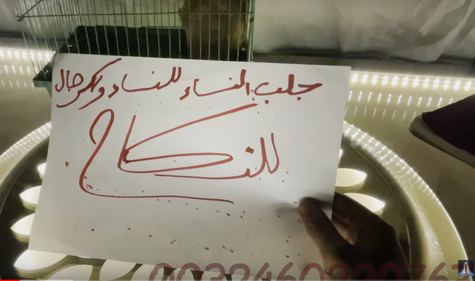 جلب النساء للنساء والرجال للنكاح