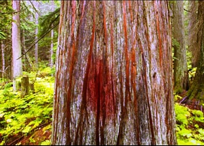 Redemption Revealed Through A Worm