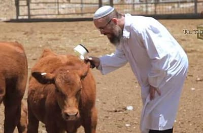 THE ASHES OF THE RED HEIFER