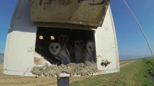 הדברה ביולוגית- תיבות קינון לתנשמות ובזים