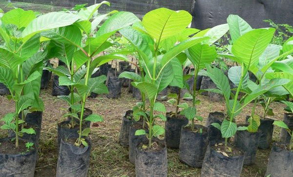 Pembibitan Tanaman JABON MERAH (Anthocephalus macrophyllus) (Roxb.) Havil