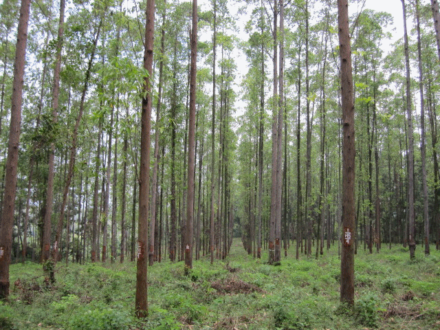 2 Hektar Kebun Sumber Benih