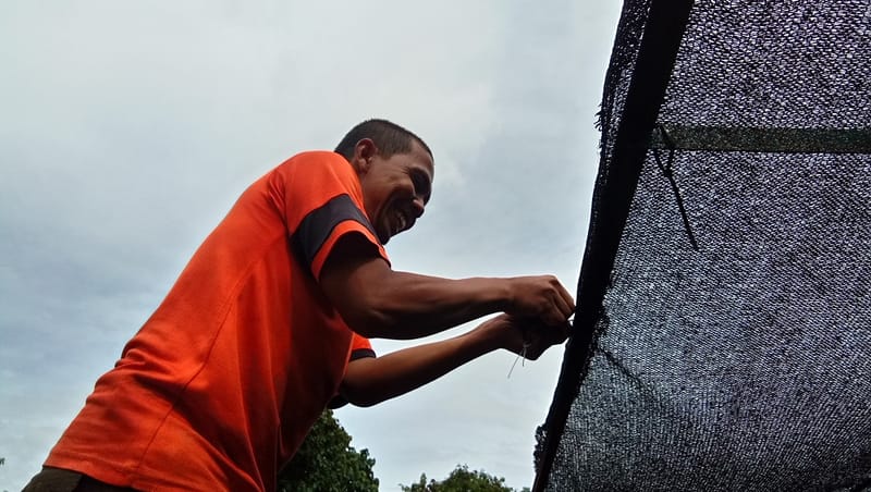 Pemeliharaan Paranet melalui penjahitan dan perapihan bentangan