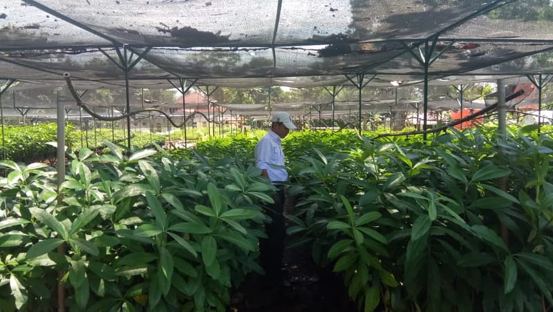 Hasil Penyapihan Benih