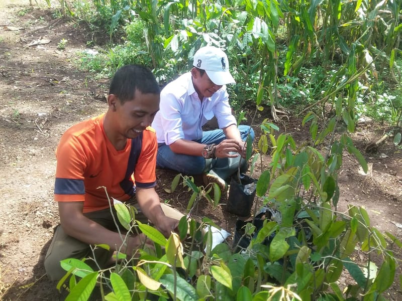 Pelaksanaan OKULASI Tan.Durian 1000 batang