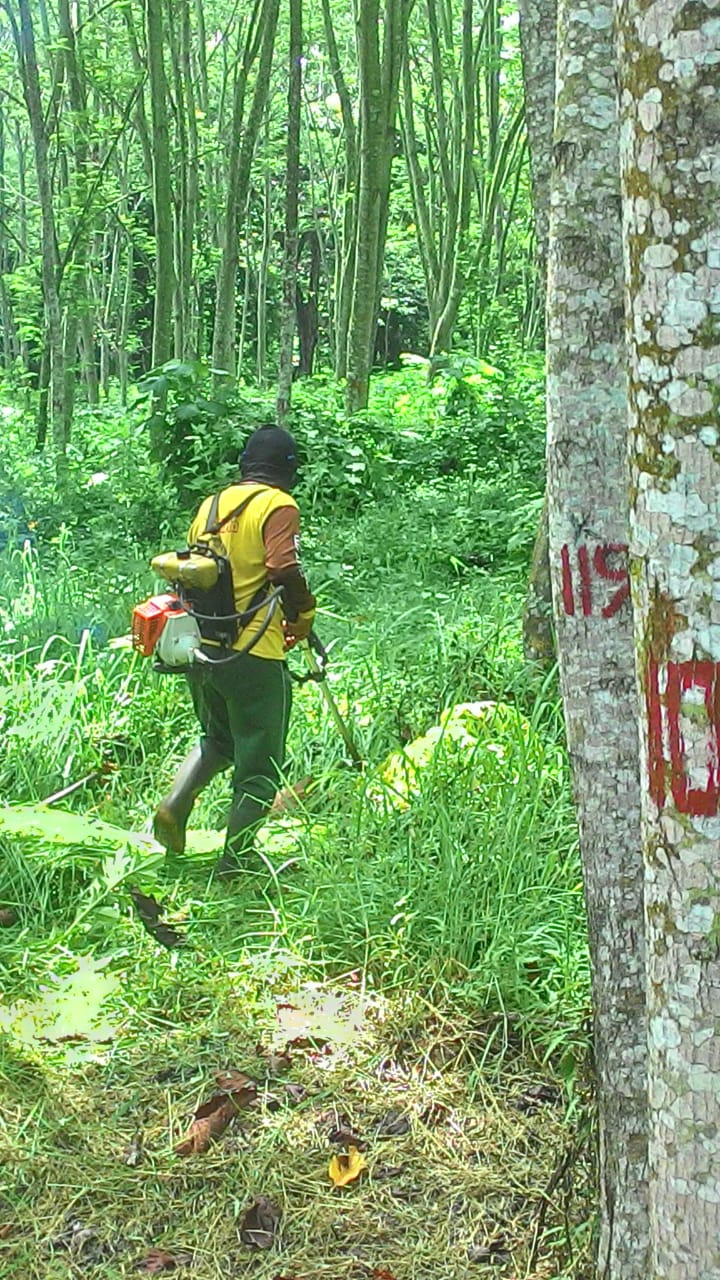 Pembersihan Gulma pada Kebun Sumber Benih ( ke 1)