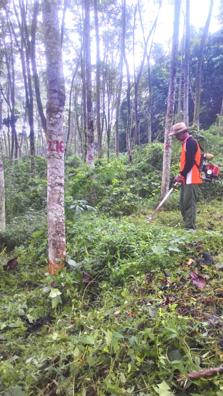 Pembersihan Gulma pada Kebun Sumber Benih (ke 2)