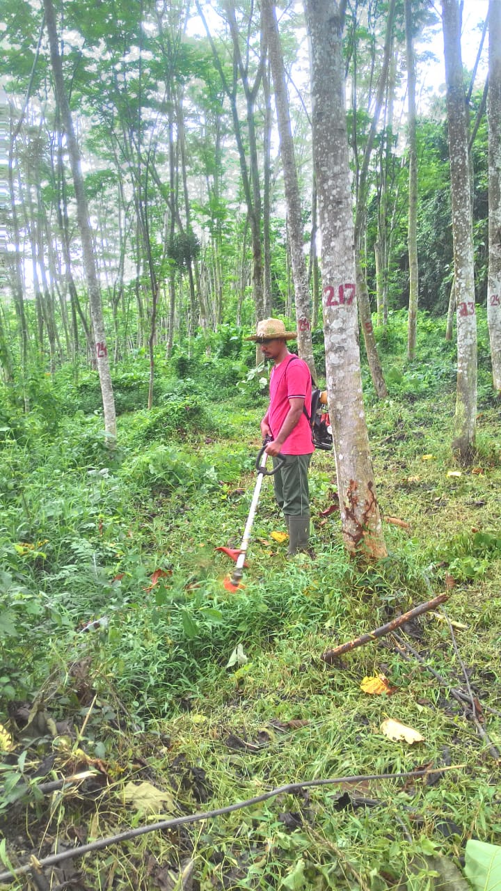 Pembersihan Gulma pada Kebun Sumber Benih (ke 3)