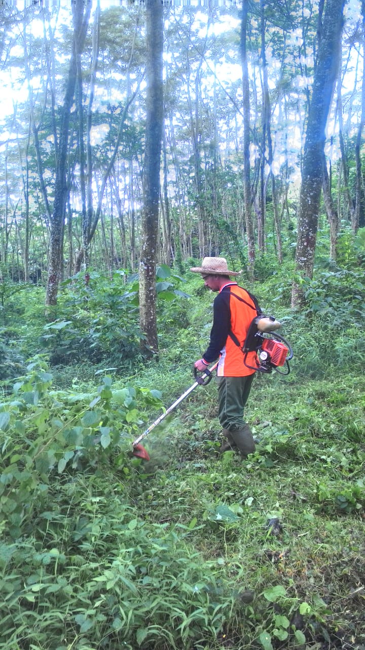Pembersihan Gulma pada Kebun Sumber Benih (ke 4)
