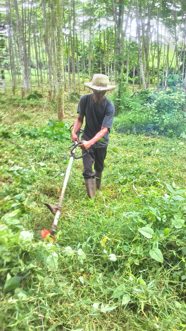 Pembersihan Gulma pada Kebun Sumber Benih (ke 6)