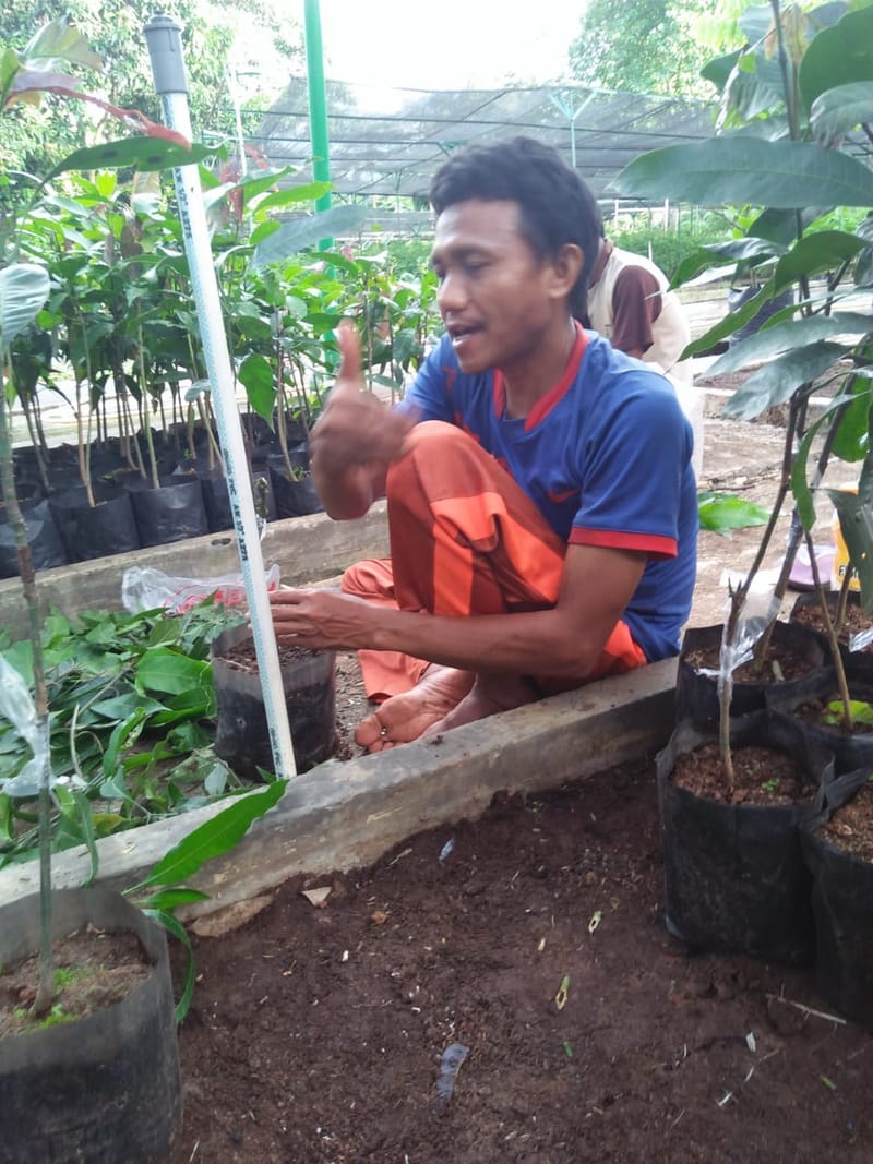 Pelaksanaan OKULASI Tan.mangga 1000 batang