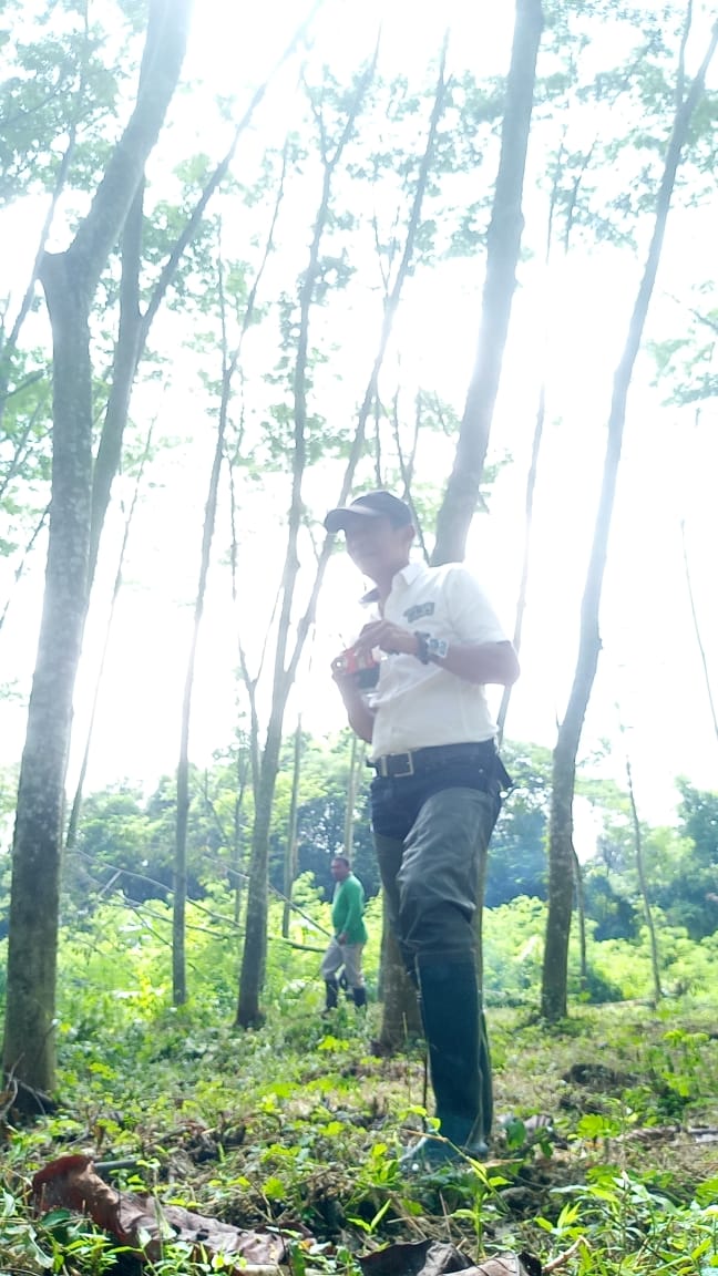 Mengawasi Penyiangan di Kebun Sumber Benih
