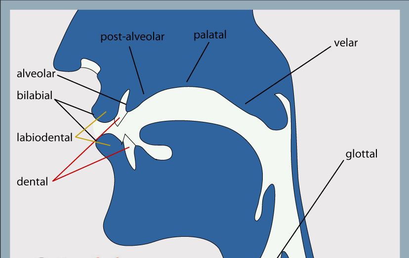 Videos channel for the articulatory phonetics