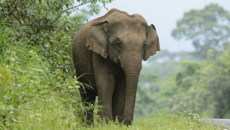 Elefante de sumatra