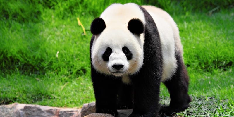 Oso panda