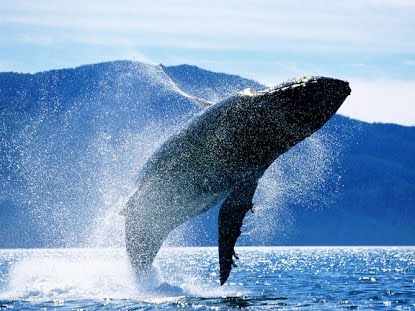 Ballena Azul