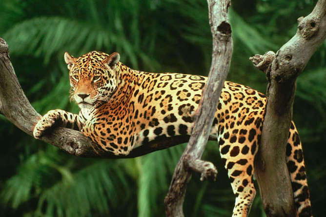 Jaguar