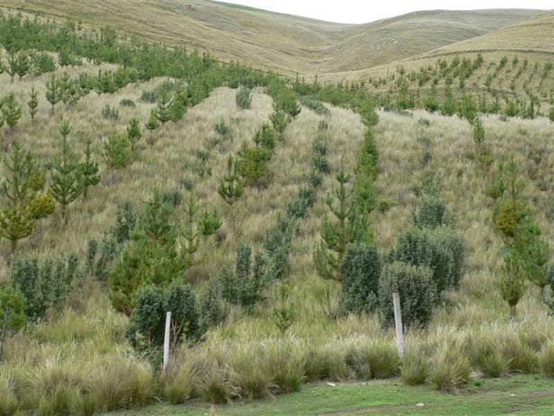 PROYECTOS DE FORESTACIÓN Y REFORESTACIÓN