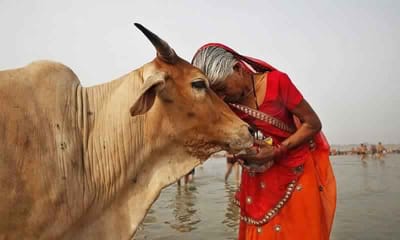 Cow Adoption