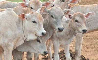 Cow Rescue