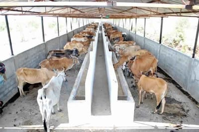 Cow Shed