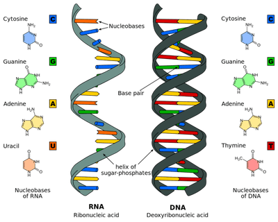 Genetica Y Herencia image