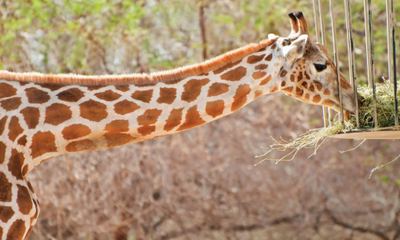 Top Tips to Spend Best time in the Midst of Safari Desert