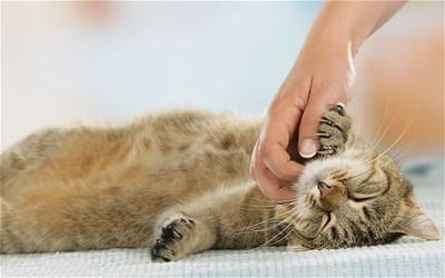 À propos de l&#039;humain image