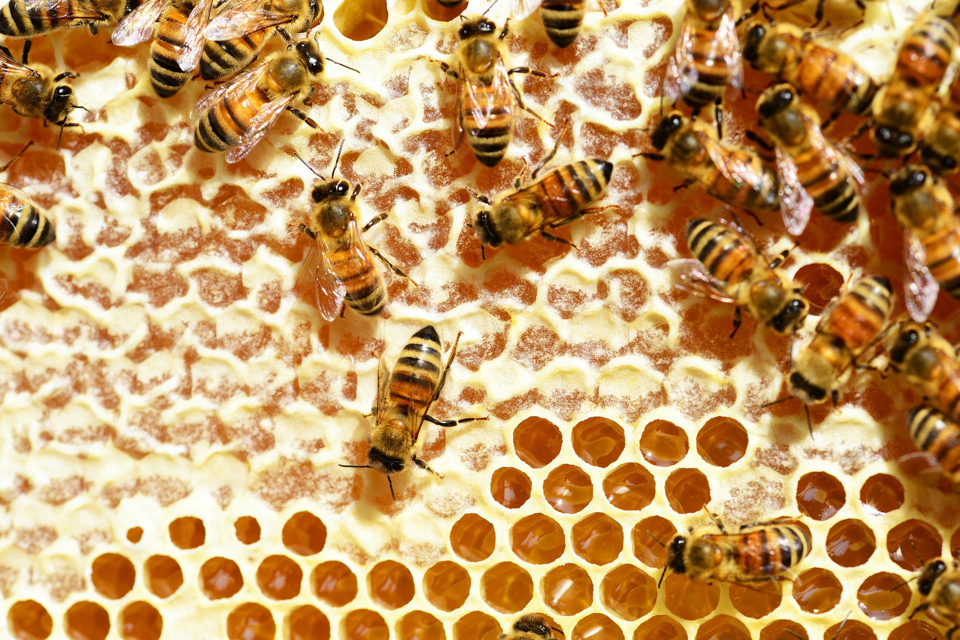 TOUT SUR LA PROPOLIS