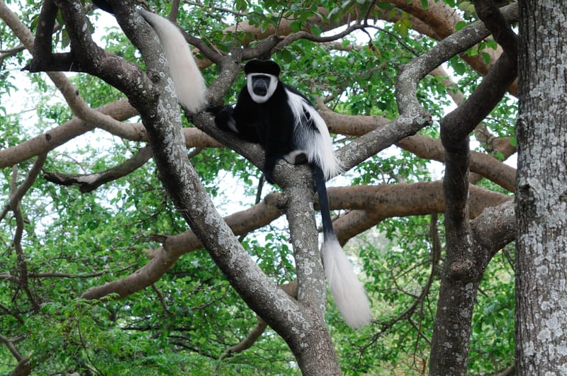 South Ethiopia for Nature Lovers- 11 days