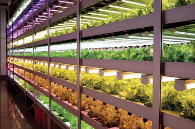 Dubai Can Become a Leader in Agricultural Innovation