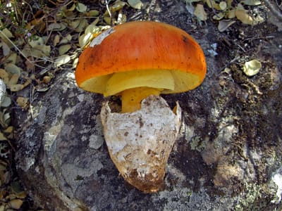 Sobre nosotros image