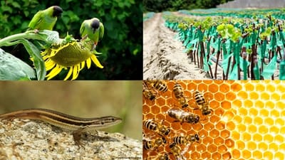 Reproduccion asexual