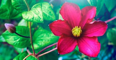 Reproducción sexual en plantas