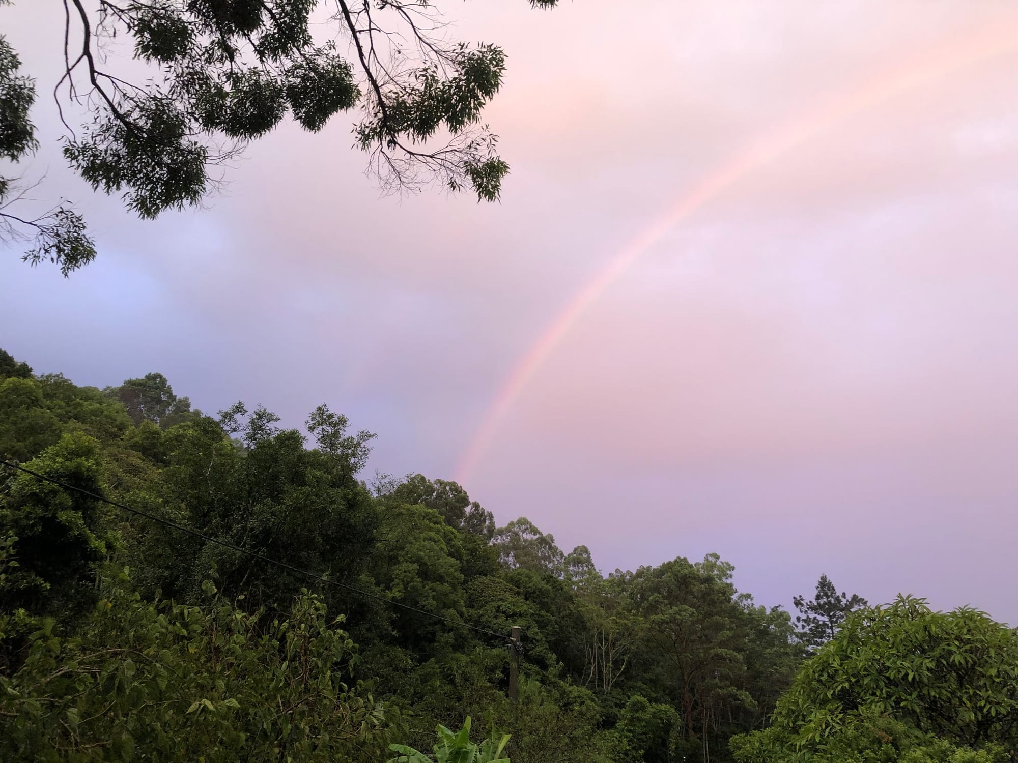 Day Nine - Urban Forests and Rainbows