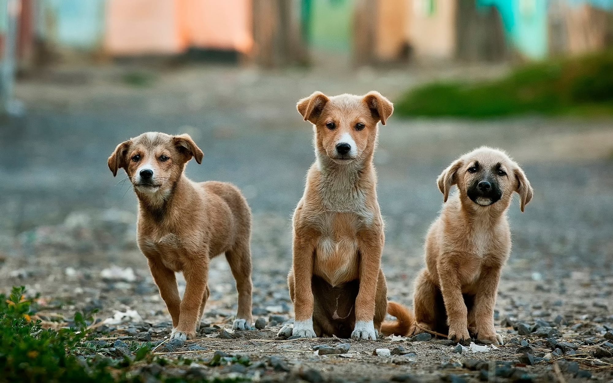 O que fazer e não fazer se você tiver mais de um animal de estimação
