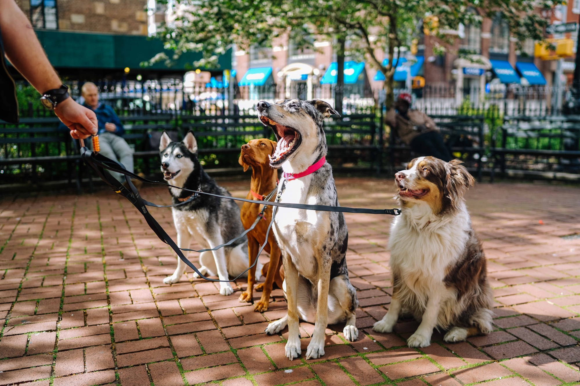 O caminho certo para levar seu animal de estimação para um passeio