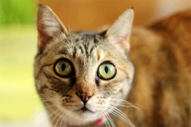 Como educar um gato?