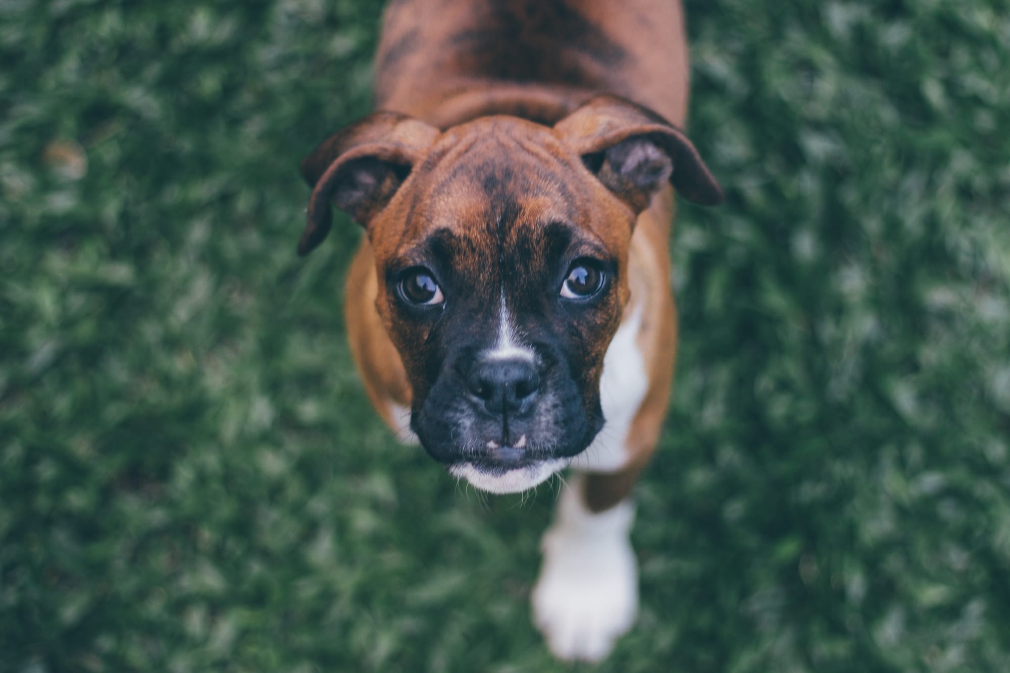 Boxer Cão