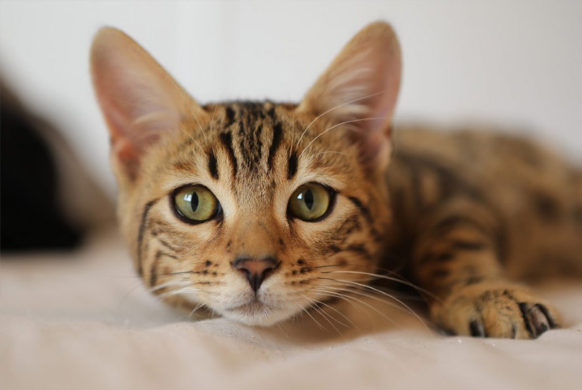 Qual a melhor comida para gato?