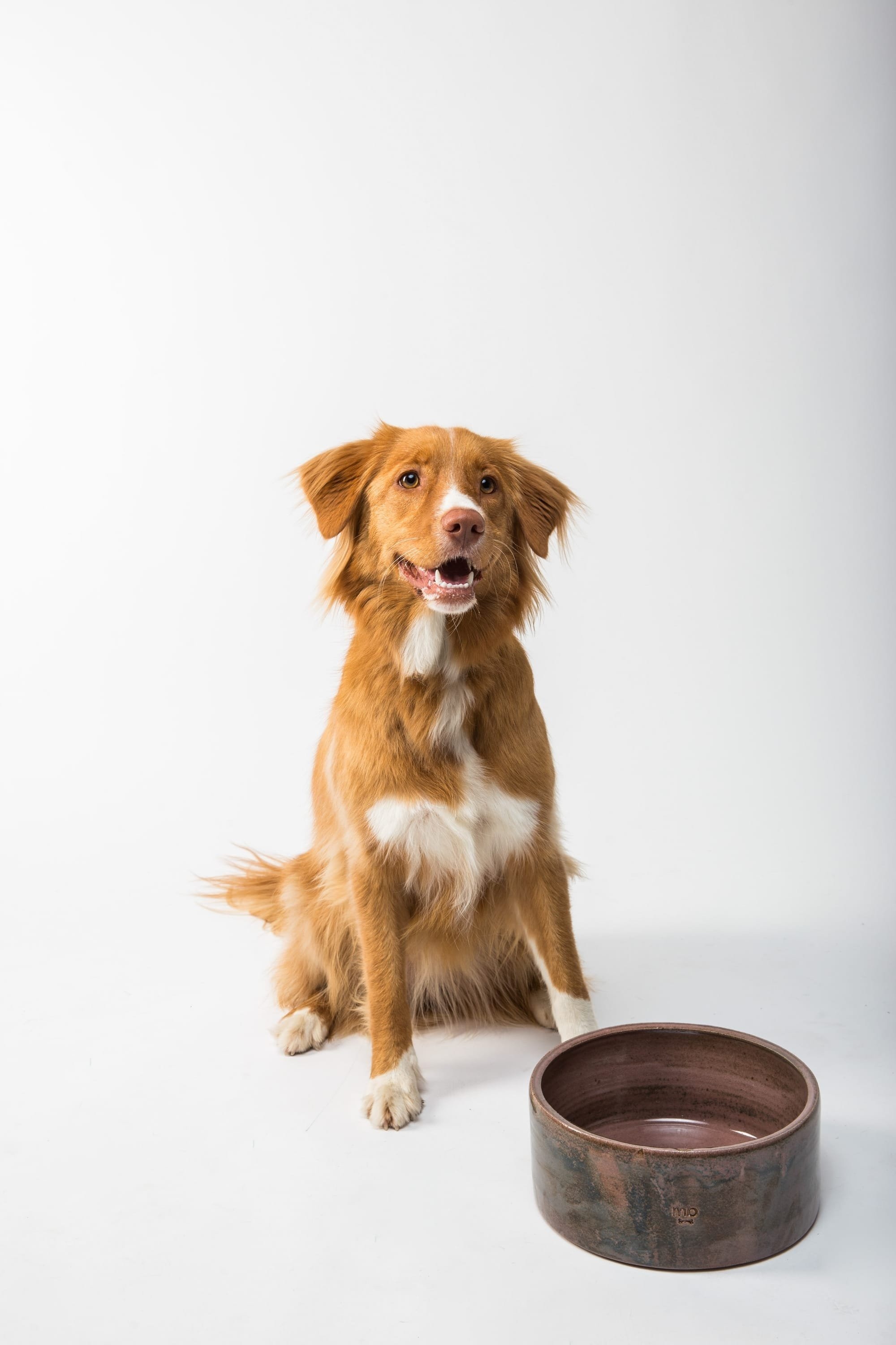 Qual a melhor ração para o meu cão?