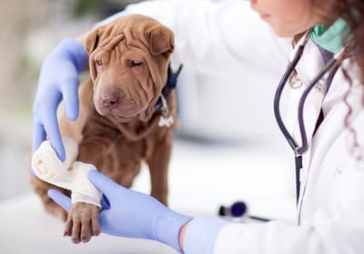 Ways of Choosing the Right Veterinarian image