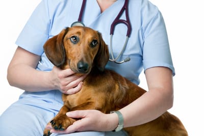 How to Choose the Best Pet Care Services image