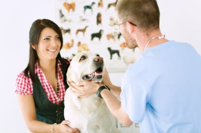 Tips on Choosing an Animal Hospital image