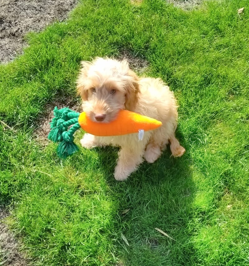 PUPPY VISITS